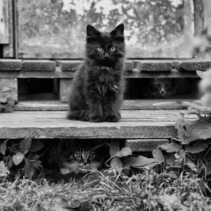 Preview wallpaper kitten, fluffy, sitting, waiting, black white