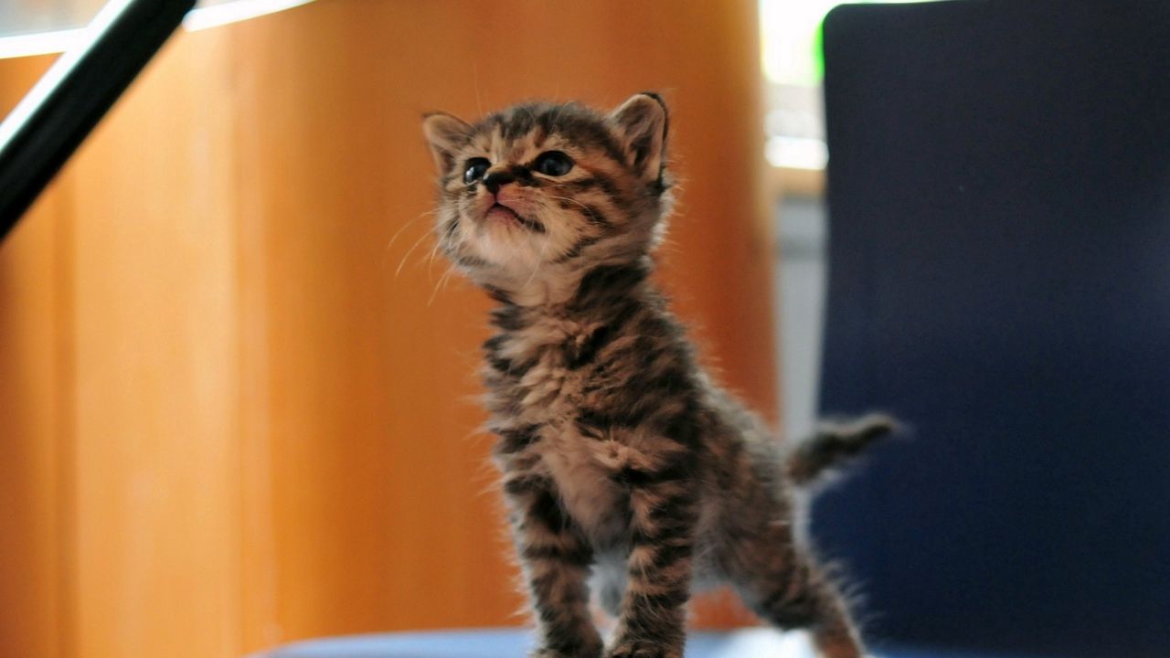 Wallpaper kitten, funny, fluffy, playful