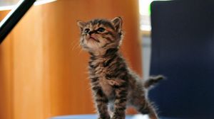 Preview wallpaper kitten, funny, fluffy, playful
