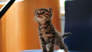 Preview wallpaper kitten, funny, fluffy, playful