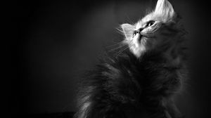 Preview wallpaper kitten, furry, curious, shadow, black white