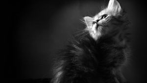 Preview wallpaper kitten, furry, curious, shadow, black white