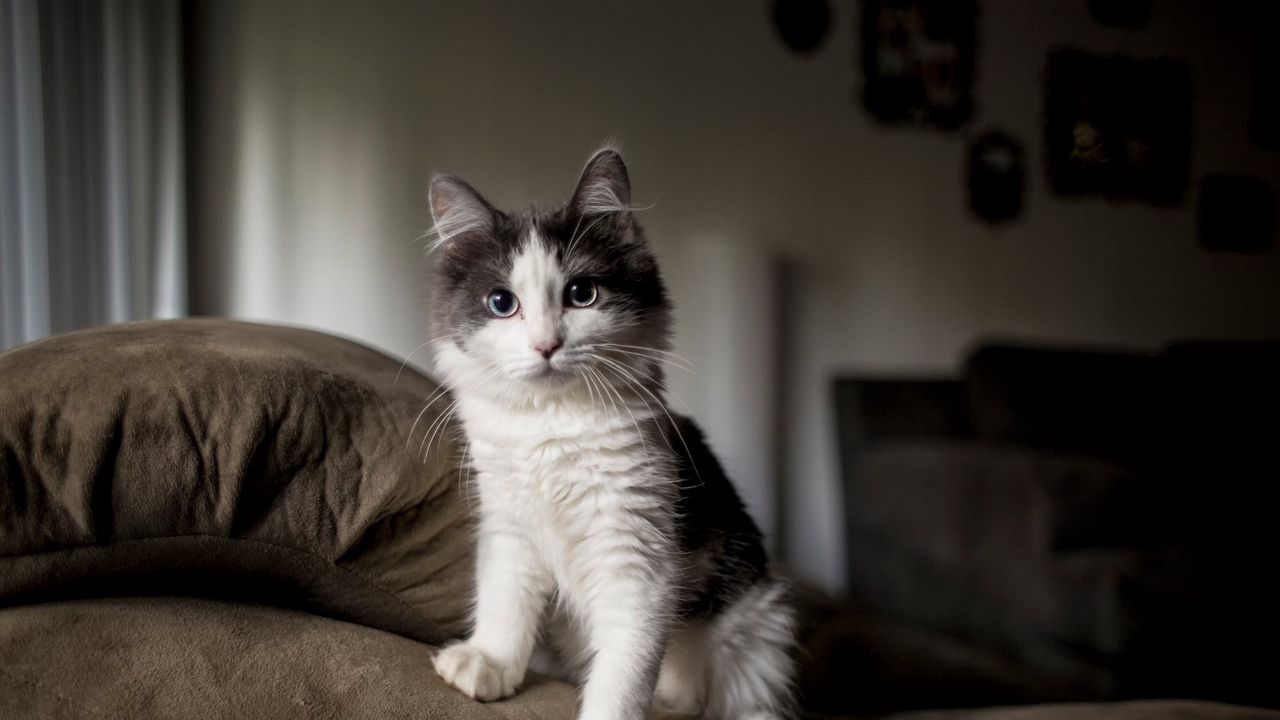 Wallpaper kitten, furry, spotted, sofa