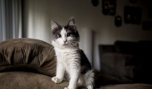 Preview wallpaper kitten, furry, spotted, sofa