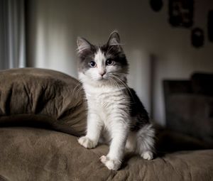 Preview wallpaper kitten, furry, spotted, sofa
