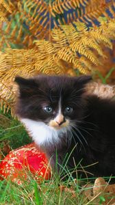 Preview wallpaper kitten, grass, autumn, black, climbing