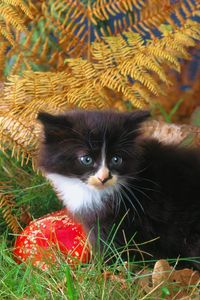 Preview wallpaper kitten, grass, autumn, black, climbing