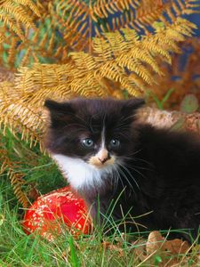 Preview wallpaper kitten, grass, autumn, black, climbing