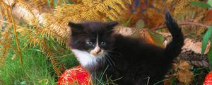 Preview wallpaper kitten, grass, autumn, black, climbing