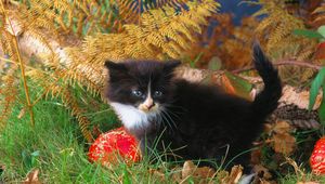 Preview wallpaper kitten, grass, autumn, black, climbing