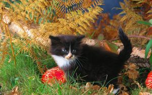 Preview wallpaper kitten, grass, autumn, black, climbing