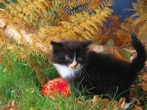 Preview wallpaper kitten, grass, autumn, black, climbing