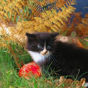 Preview wallpaper kitten, grass, autumn, black, climbing