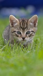 Preview wallpaper kitten, grass, blur, view