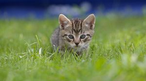 Preview wallpaper kitten, grass, blur, view
