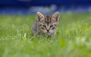 Preview wallpaper kitten, grass, blur, view