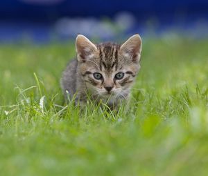 Preview wallpaper kitten, grass, blur, view