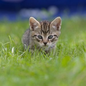 Preview wallpaper kitten, grass, blur, view