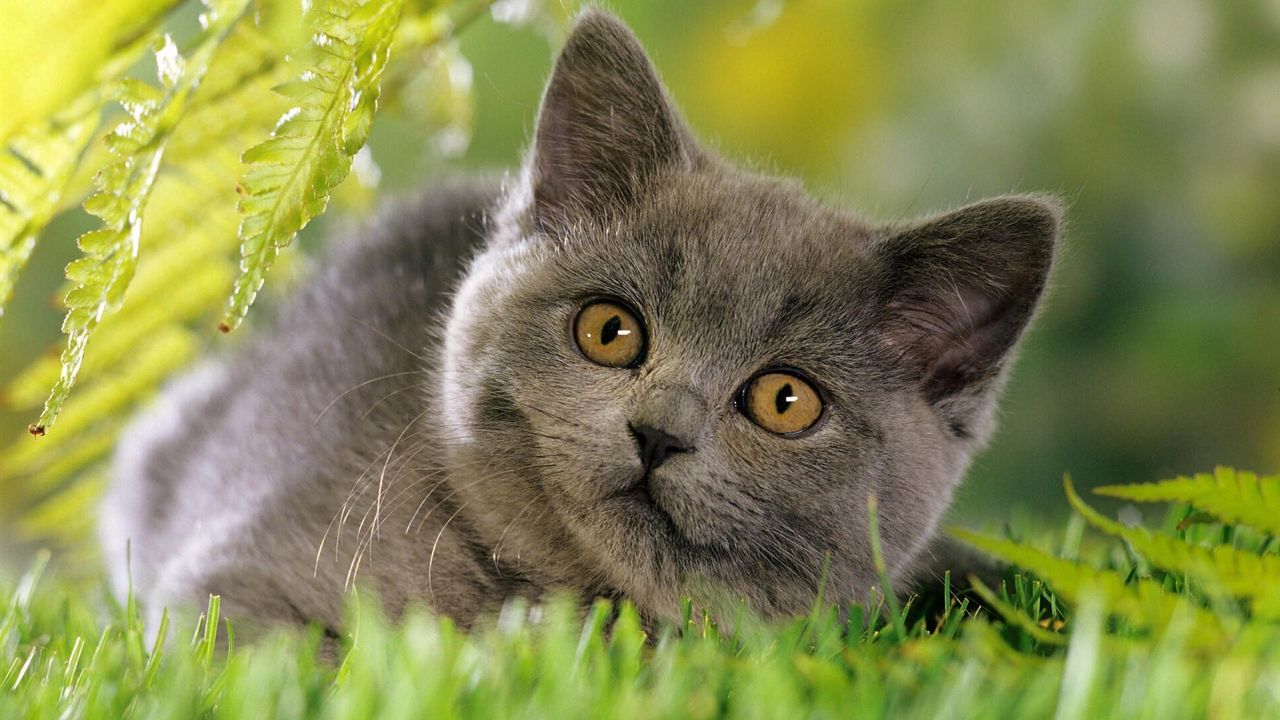 Wallpaper kitten, grass, face, furry, curious