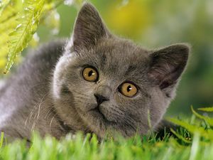Preview wallpaper kitten, grass, face, furry, curious