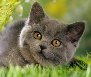 Preview wallpaper kitten, grass, face, furry, curious