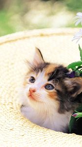 Preview wallpaper kitten, grass, face, hat