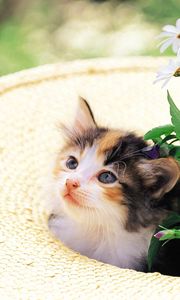 Preview wallpaper kitten, grass, face, hat