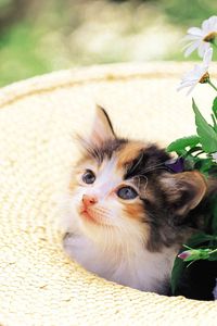 Preview wallpaper kitten, grass, face, hat