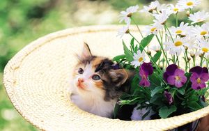 Preview wallpaper kitten, grass, face, hat