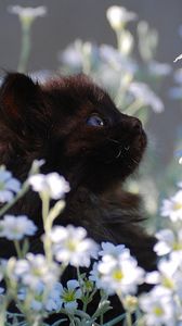 Preview wallpaper kitten, grass, flowers, fur