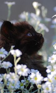 Preview wallpaper kitten, grass, flowers, fur