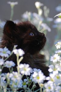 Preview wallpaper kitten, grass, flowers, fur