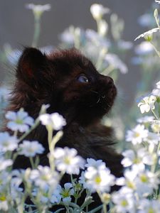 Preview wallpaper kitten, grass, flowers, fur