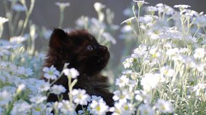 Preview wallpaper kitten, grass, flowers, fur