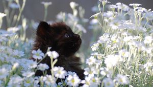 Preview wallpaper kitten, grass, flowers, fur