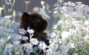 Preview wallpaper kitten, grass, flowers, fur