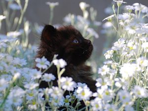 Preview wallpaper kitten, grass, flowers, fur