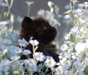 Preview wallpaper kitten, grass, flowers, fur