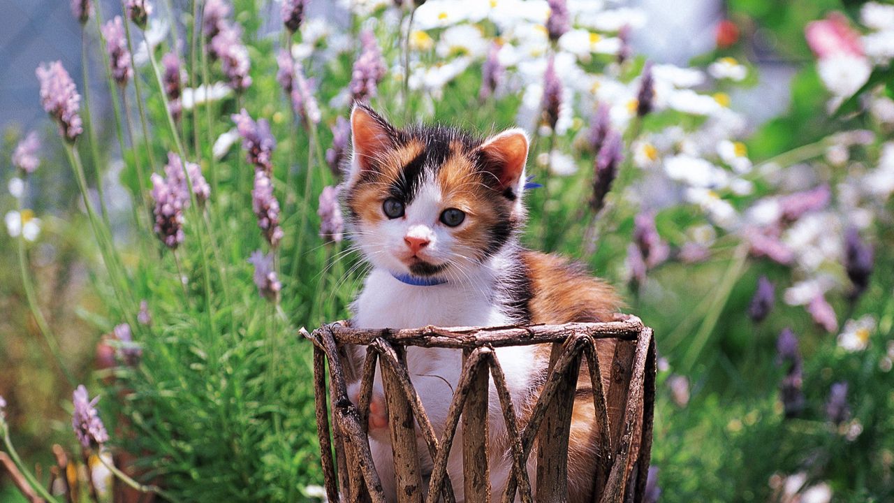 Wallpaper kitten, grass, flowers, spotted