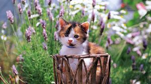 Preview wallpaper kitten, grass, flowers, spotted