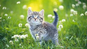 Preview wallpaper kitten, grass, flowers, striped