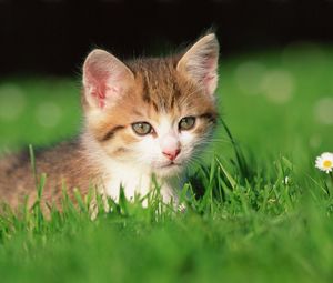 Preview wallpaper kitten, grass, flowers