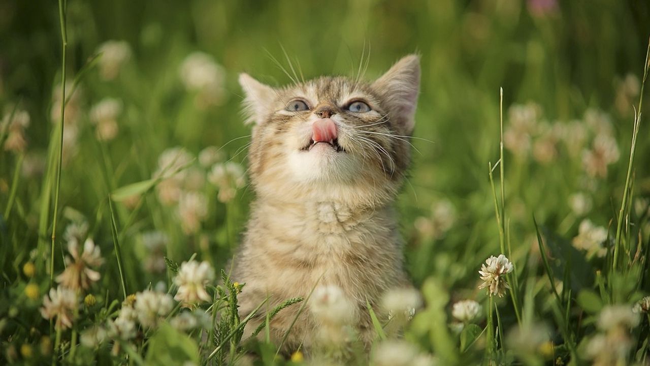Wallpaper kitten, grass, flowers
