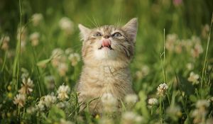 Preview wallpaper kitten, grass, flowers