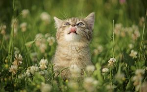 Preview wallpaper kitten, grass, flowers