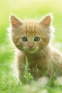 Preview wallpaper kitten, grass, fluffy, walk, curiosity