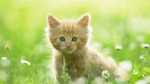 Preview wallpaper kitten, grass, fluffy, walk, curiosity