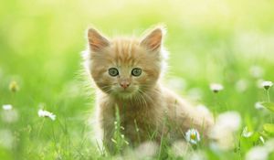 Preview wallpaper kitten, grass, fluffy, walk, curiosity