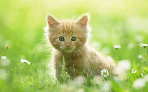 Preview wallpaper kitten, grass, fluffy, walk, curiosity