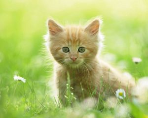 Preview wallpaper kitten, grass, fluffy, walk, curiosity